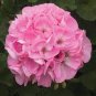 10 Pcs Brookside Fantasy Light Pink Geranium Seeds