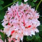 10 Pcs 'Thousand-Hand Kwan-yin' Geranium Pink White Flowers Seeds 10 Pcs 'Thousand-Hand Kwan-yin' Geranium Pink White Flowers Seeds