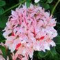 10 Pcs 'Thousand-Hand Kwan-yin' Geranium Pink White Flowers Seeds