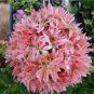 10 Pcs 'Thousand-Hand Kwan-yin' Geranium Pink White Flowers Seeds