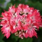 10 Pcs 'Thousand-Hand Kwan-yin' Geranium Pink White Flowers Seeds