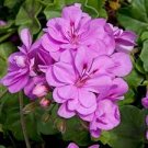 10 Pcs 'Precision Amethyst' Ivy Geranium Plant Seeds