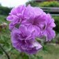 10 Pcs 'Precision Amethyst' Ivy Geranium Plant Seeds