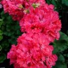 10 Pcs 'Liuyu' Pinkish Red Geranium Flowers Seeds 10 Pcs 'Liuyu' Pinkish Red Geranium Flowers Seeds