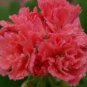 10 Pcs 'Liuyu' Pinkish Red Geranium Flowers Seeds
