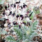 10 PCS Pelargonium Auritum Geranium Seeds