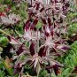 10 PCS Pelargonium Auritum Geranium Seeds