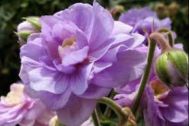 10 PCS Geranium 'Gernic' Summer Skies Bonsai Flowers