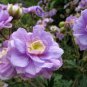 10 PCS Geranium 'Gernic' Summer Skies Bonsai Flowers