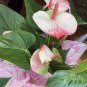 100 PCS Rare African Anthurium Seed