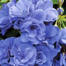 10 PCS Rare 'Night Blue' Geranium Seeds Appleblossom Rosebud Pelargonium Perennial Garden Flower 10 PCS Rare 'Night Blue' Geranium Seeds Appleblossom Rosebud Pelargonium Perennial Garden Flower