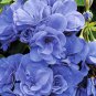 10 PCS Rare 'Night Blue' Geranium Seeds Appleblossom Rosebud Pelargonium Perennial Garden Flower