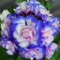 10 PCS Rare 'Night Blue' Geranium Seeds Appleblossom Rosebud Pelargonium Perennial Garden Flower
