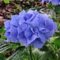 10 PCS Rare 'Night Blue' Geranium Seeds Appleblossom Rosebud Pelargonium Perennial Garden Flower