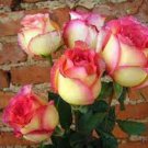 100 PCS New Fire and Ice Rose Seeds