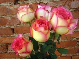100 PCS New Fire and Ice Rose Seeds