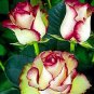 100 PCS New Fire and Ice Rose Seeds