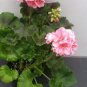 10 PCS Geranium Seeds 'apple bloom rosebud' Pink Color big blooms