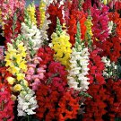 100 PCS Antirrhinum 'Trailing Mix' Annual Bedding Plant Seeds