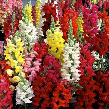 100 PCS Antirrhinum 'Trailing Mix' Annual Bedding Plant Seeds