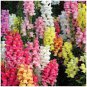 100 PCS Antirrhinum 'Trailing Mix' Annual Bedding Plant Seeds