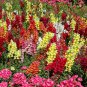 100 PCS Antirrhinum 'Trailing Mix' Annual Bedding Plant Seeds