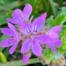 10 PCS Rare Geranium Seeds Purple Tulip Pelargonium Bonsai Potted Plant