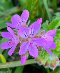 10 PCS Rare Geranium Seeds Purple Tulip Pelargonium Bonsai Potted Plant