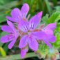 10 PCS Rare Geranium Seeds Purple Tulip Pelargonium Bonsai Potted Plant
