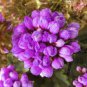 10 PCS Rare Geranium Seeds Purple Tulip Pelargonium Bonsai Potted Plant