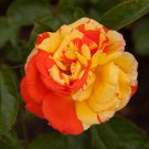 50 PCS Heirloom 'Mu Na' Golden Red Rose Shrub Flower Seeds 50 PCS Heirloom 'Mu Na' Golden Red Rose Shrub Flower Seeds