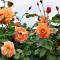 50 PCS Orange Rose Shrub Fragrant Flower Seeds