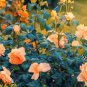 50 PCS Orange Rose Shrub Fragrant Flower Seeds