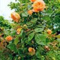 50 PCS Orange Rose Shrub Fragrant Flower Seeds