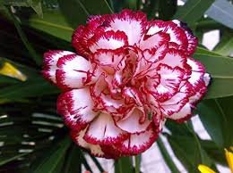 200 PCS Dianthus Caryophyllus Heirloom Carnation Flower Seeds