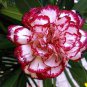 200 PCS Dianthus Caryophyllus Heirloom Carnation Flower Seeds