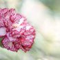 200 PCS Dianthus Caryophyllus Heirloom Carnation Flower Seeds