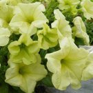 200 PCS 'Xihe Lv' Fully Green Petunia Annual Flowers Seeds