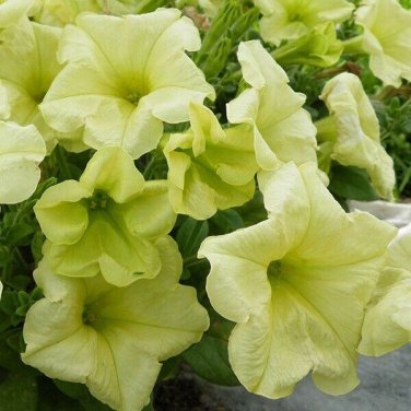 200 PCS 'Xihe Lv' Fully Green Petunia Annual Flowers Seeds