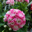 10 PCS Geranium Hydrangea-shaped peach pink and white colors Bonsai Flowers 10 PCS Geranium Hydrangea-shaped peach pink and white colors Bonsai Flowers
