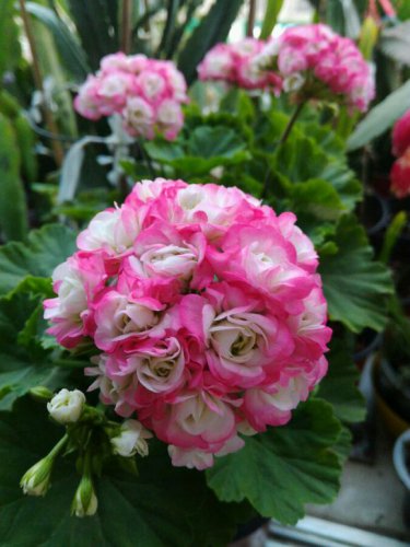 10 PCS Geranium Hydrangea-shaped peach pink and white colors Bonsai Flowers