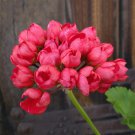 10 PCS Geranium 'Tulip Orangish Red Bud' Perennial Bonsai Flowers 10 PCS Geranium 'Tulip Orangish Red Bud' Perennial Bonsai Flowers