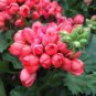 10 PCS Geranium 'Tulip Orangish Red Bud' Perennial Bonsai Flowers