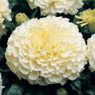 50 PCS White Marigold French Vanilla Hybrid Flowers Seeds