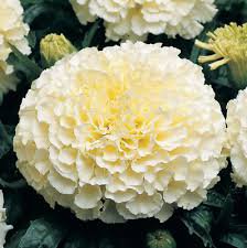 50 PCS White Marigold French Vanilla Hybrid Flowers Seeds