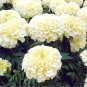 50 PCS White Marigold French Vanilla Hybrid Flowers Seeds