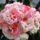 10 PCS Geranium 'Allure Pink Picotee' Flower Seeds 10 PCS Geranium 'Allure Pink Picotee' Flower Seeds