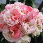 10 PCS Geranium 'Allure Pink Picotee' Flower Seeds