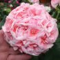 10 PCS Geranium 'Allure Pink Picotee' Flower Seeds