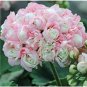 10 PCS Geranium 'Allure Pink Picotee' Flower Seeds
